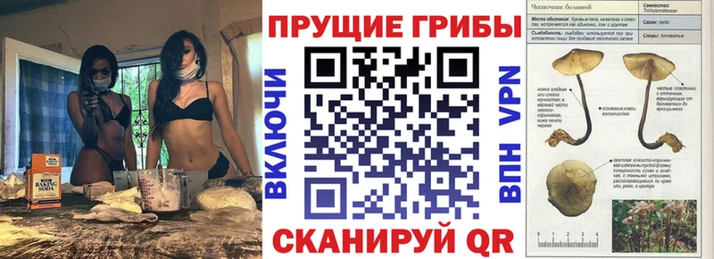 даркнет сайт  Палласовка  Галлюциногенные грибы Cubensis 